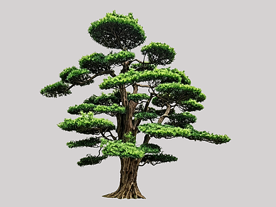 禅意乔木 2D造型树 罗汉松 景观树 庭院树 植物盆栽