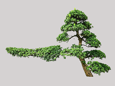 禅意乔木 2D造型树 罗汉松 景观树 庭院树 植物盆栽