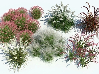 现代主义草本植物 粉黛乱子草 狼尾草 狗尾巴草 水生植物组合 郊野公园植物