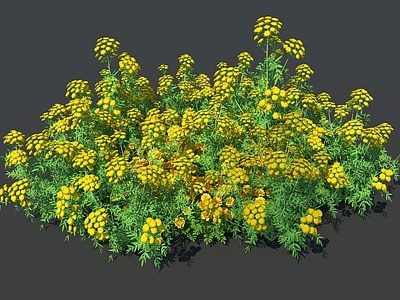 花草 油菜花 油菜花海 油菜花田花海景观 油菜花海景观 油菜花农作物花海