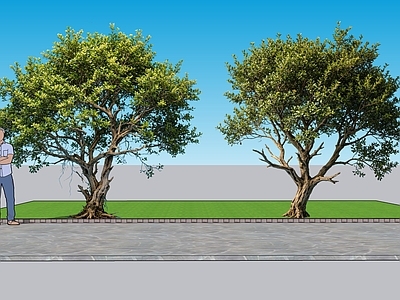 现代主义乔木 2D植物 蚊母树景观树 园林 绿化 绿植