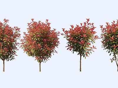乔木 2D红木石楠乔木