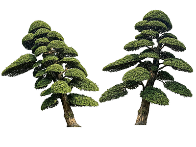禅意乔木 2D造型树 罗汉松 景观树 庭院树 植物盆栽