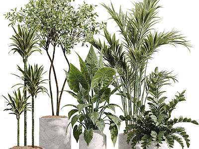 现代简约盆栽 植物盆栽 棕榈 榕叶琴