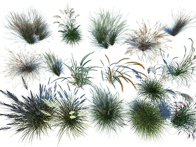 草本植物 狼尾草狗尾草 湿地芦苇草 湿地水生植物合集 水边生长植物大全 粉黛乱子草狼尾草