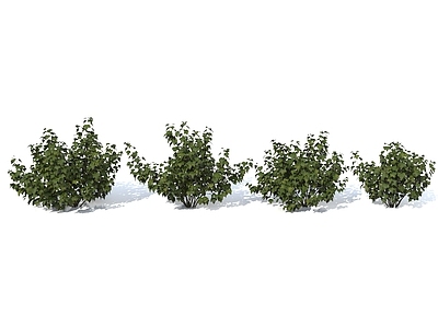 灌木 植物 树木 灌木
