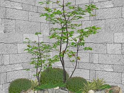 禅意植物组合 2d杂木树
