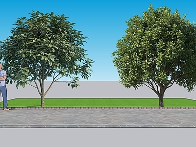 现代主义广场景观 2D植物 厚皮香景观树 园林 绿化 绿植