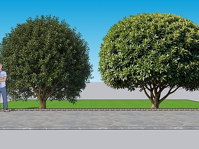 现代主义灌木 2D植物 珊瑚树景观树 园林 绿植 绿化