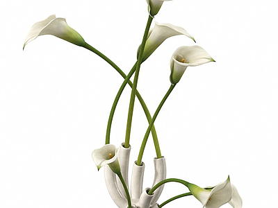 极简花艺 马蹄莲花束 花艺