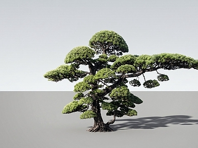 禅意乔木 罗汉松 点睛植物 名贵树种2D
