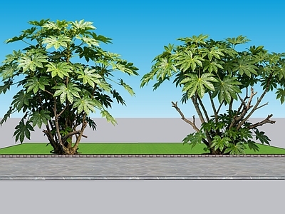 现代主义灌木 2D植物 八角金盘 景观树 园林 绿化