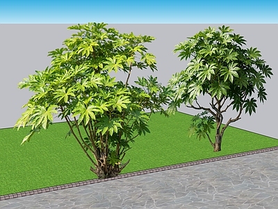 现代主义灌木 2D植物 八角金盘景观树 园林 绿化 绿植