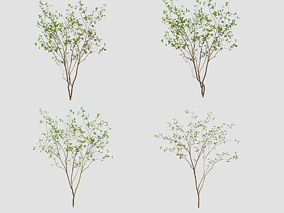 极简灌木 日式杂树木 景观造型树 细杆植物 马醉木 杂木林