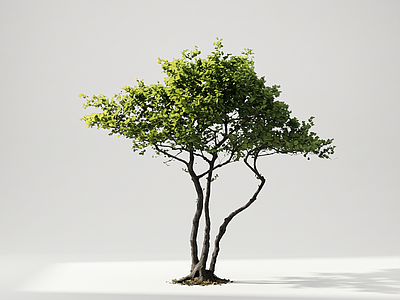 极简乔木 多干斜飘造型孤赏