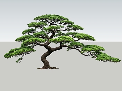 禅意乔木 2D造型树 五针松 迎客松 景观树 植物盆栽