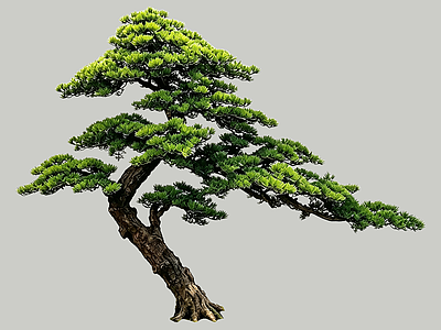 禅意盆栽 2D造型树 罗汉松 景观树 庭院树 植物盆栽