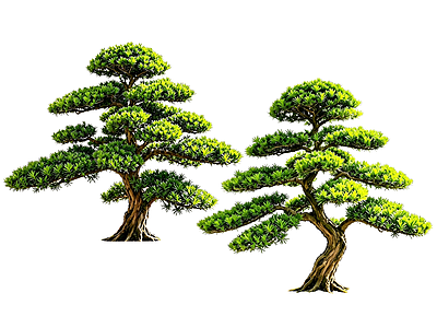 禅意乔木 2D造型树 罗汉松 景观树 庭院树 植物盆栽