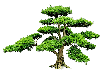 禅意盆栽 2D造型树 罗汉松 景观树 庭院树 植物盆栽