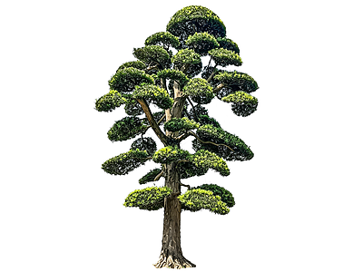 禅意乔木 2D造型树 罗汉松 景观树 庭院树 植物盆栽
