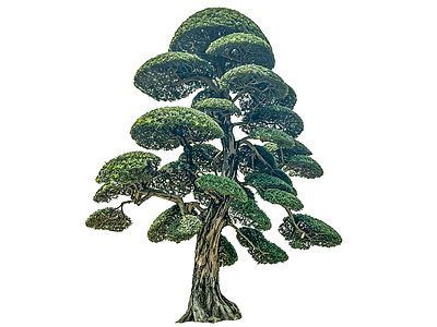禅意乔木 2D造型树 罗汉松 景观树 庭院树 植物盆栽