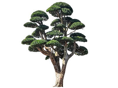 新中式景观乔木 2D造型树 罗汉松 景观树 庭院树 植物盆栽