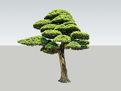 禅意乔木 2D造型树 罗汉松 景观树 庭院树 植物盆栽