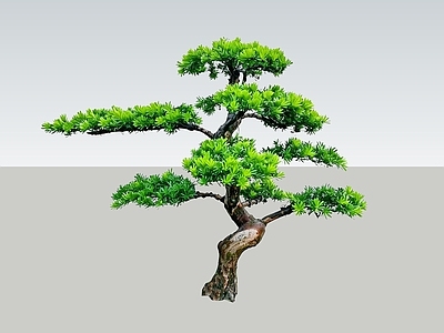 禅意盆栽 2D造型树 罗汉松 景观树 庭院树 植物盆栽