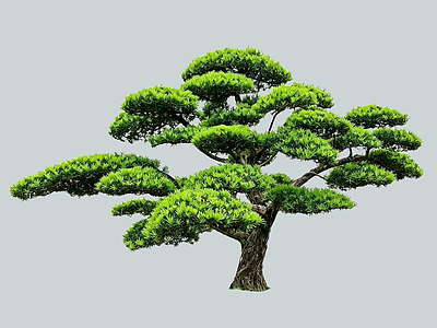禅意乔木 2D造型树 罗汉松 景观树 庭院树 植物盆栽