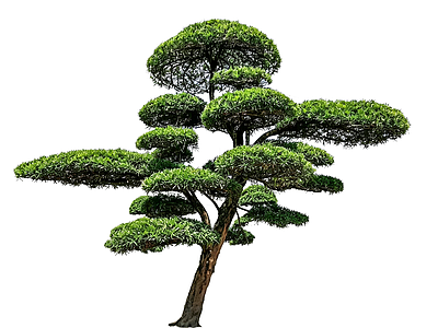 禅意乔木 2D造型树 罗汉松 景观树 庭院树 植物盆栽