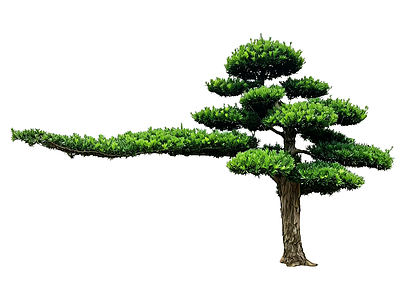 禅意乔木 2D造型树 罗汉松 景观树 庭院树 植物盆栽
