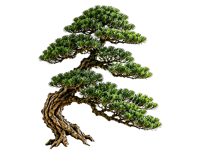 禅意盆栽 2D造型树 罗汉松 景观树 庭院树 植物盆栽