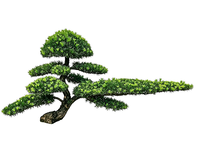 日式盆栽 2D造型树 罗汉松 景观树 庭院树 植物盆栽