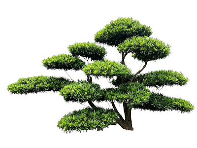 新中式景观乔木 2D造型树 罗汉松 景观树 庭院树 植物盆栽