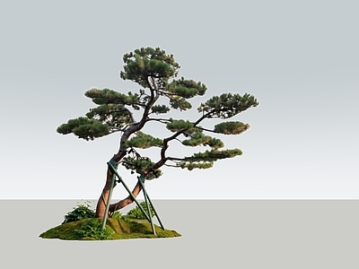 禅意乔木 造型松 黑松 罗汉松 油松 造型树