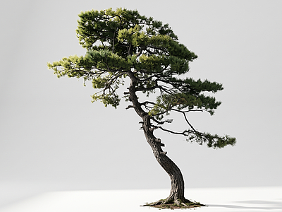 禅意乔木 斜向伸展造型古松