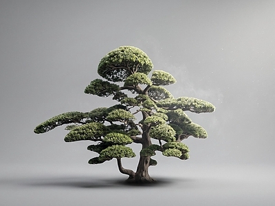 禅意乔木 罗汉松 名贵树种 点睛植物