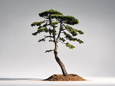 禅意乔木 孤植造型松 弯曲主干景观松树