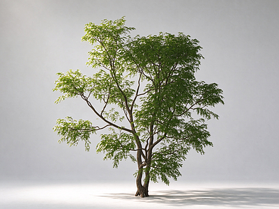 乔木 多杆丛生细叶乔木 庭院孤植景观树