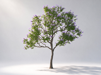 极简乔木 高杆蓝花楹 紫花行道树景观