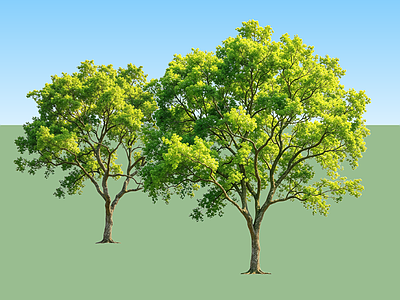 极简乔木 2D植物 现代乔木 乌桕树 造型树
