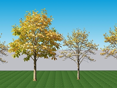 现代主义乔木 阔叶2D落叶乔木 景观树秋季玉兰 行道配植秋季玉兰 景观乔木玉兰