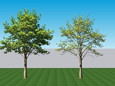 现代主义乔木 阔叶2D落叶乔木 景观树夏季玉兰 行道配植夏季玉兰