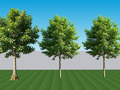 现代主义乔木 阔叶2D落叶乔木 景观树夏季玉兰 行道配植夏季玉兰
