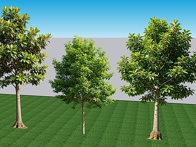 现代主义乔木 阔叶2D落叶乔木 景观树夏季玉兰 行道配植夏季玉兰