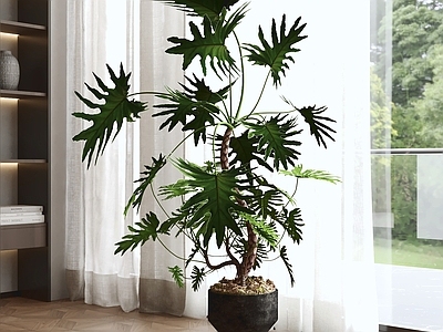 现代简约盆栽 室内植物 绿植盆栽 客厅装饰 落地植物 室内绿植
