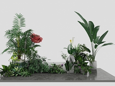 现代植物组合 小品 盆栽