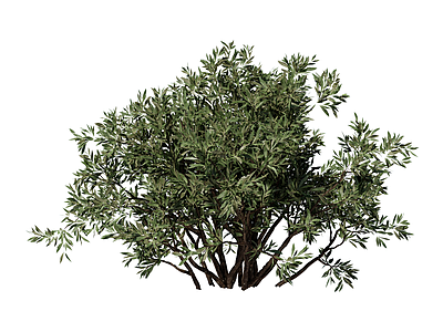 灌木 景观植物