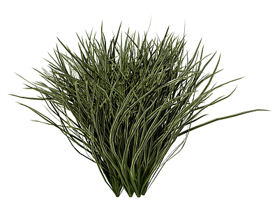 草本植物 景观植物