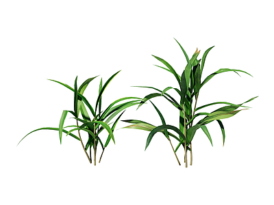 草本植物 景观植物